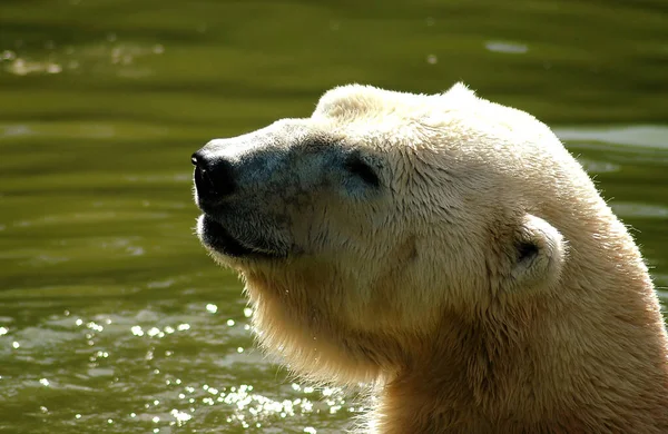 Novamente Pouco Ofuscado Cabeça Mas Este Novamente Meu Urso Gelo — Fotografia de Stock