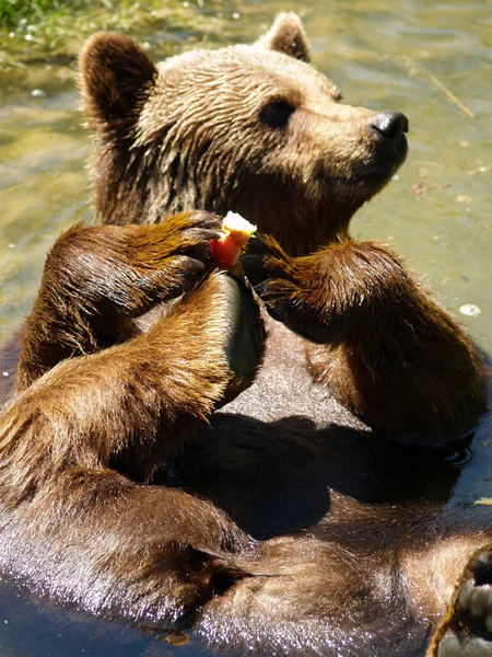 Braunbär Wasser — Stockfoto