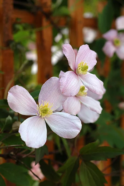 Mooi Botanisch Schot Natuurlijk Behang — Stockfoto