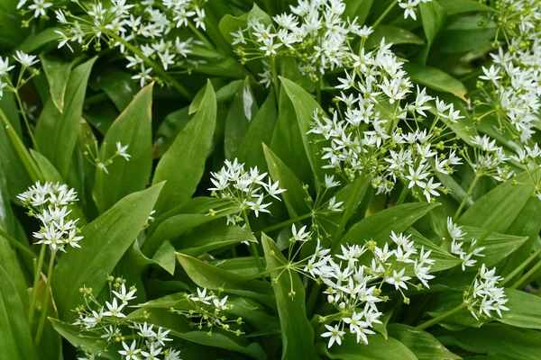 Ramsons Usturoi Sălbatic Allium Ursinum — Fotografie, imagine de stoc