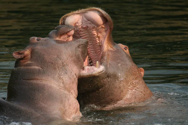 Hippopotamus Water — Stock Photo, Image