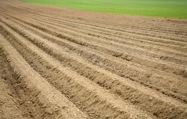 准确地拉犁沟在田里种植胡萝卜 — 图库照片