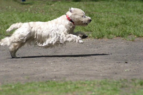 Malerischer Blick Auf Süße Welpen Hund — Stockfoto