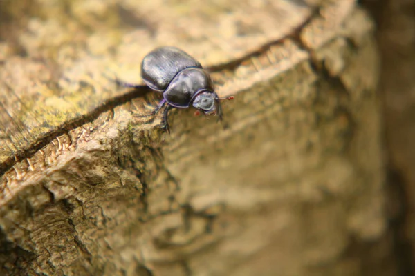 木の切り株の端にある森の霧の甲虫 — ストック写真