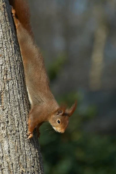 다람쥐 털북숭이 설치류 — 스톡 사진