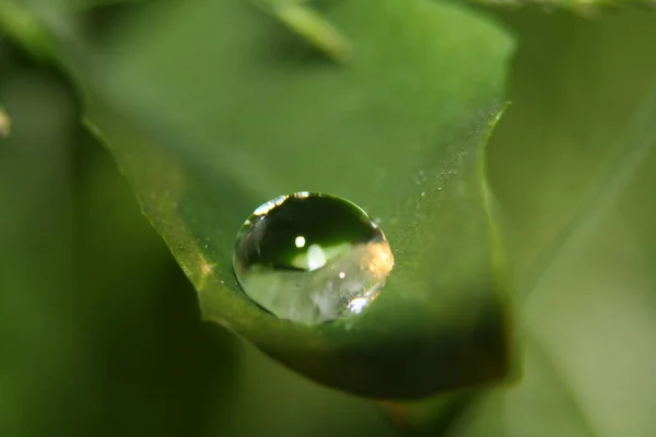 Gotas Rocío Hoja Verde —  Fotos de Stock