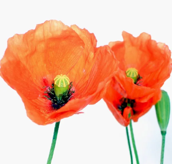 Fleurs Pavot Isolées Sur Fond Blanc — Photo