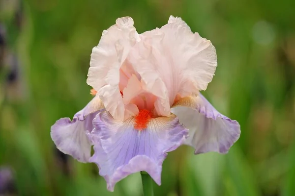 Odrůda Iris Frensch Can Can Celé Své Kráse — Stock fotografie