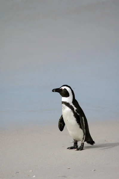 Colonia Pingüinos Boulders Beach Sudáfrica —  Fotos de Stock