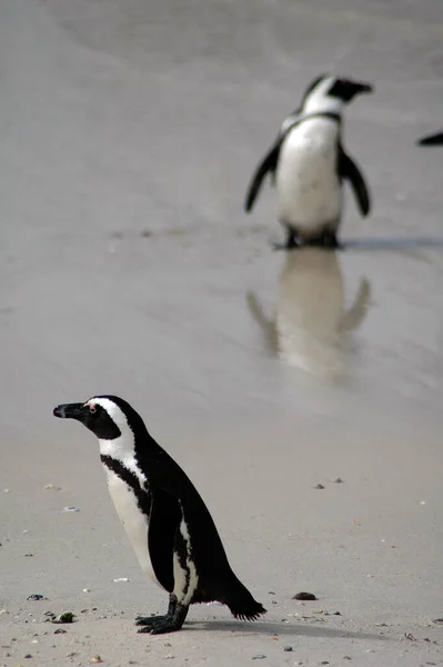 Колонія Пінгвінів Пляжі Боулдерс Південній Африці — стокове фото