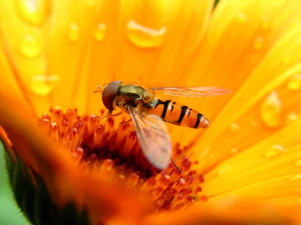 Mouche Flottante Dans Studio Photo Nature Peux Pas Photographier Une — Photo