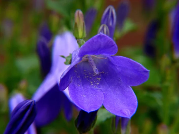 Vacker Botanisk Skott Naturliga Tapeter — Stockfoto