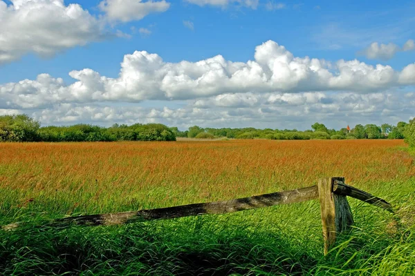 Meadow Open Habitat Field Vegetated Grass Herbs Other Non Woody — Stock Photo, Image