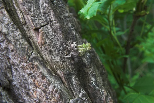 Ecorn Larva Libélula Skinning — Fotografia de Stock