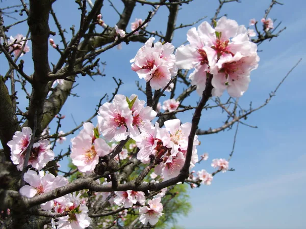 Fiori Mandorlo Sui Rami Degli Alberi Fiori Primaverili — Foto Stock