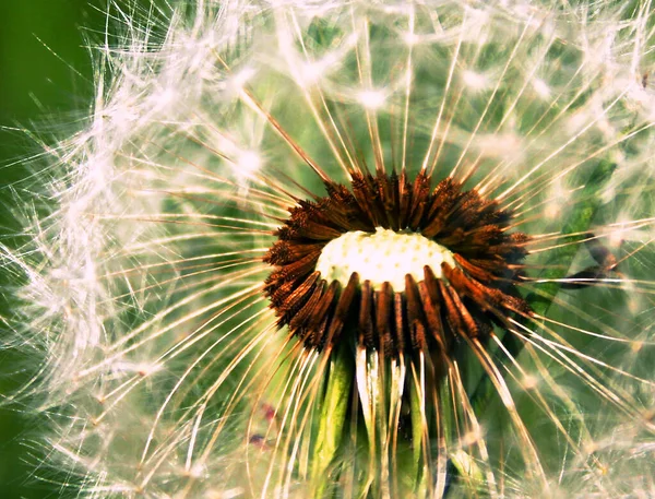 Тараксакум Рудералия Цветок Одуванчика — стоковое фото
