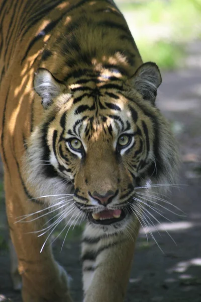 Tigre Andando Natureza — Fotografia de Stock