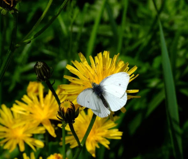 Close Borboleta Conceito Selvageria — Fotografia de Stock