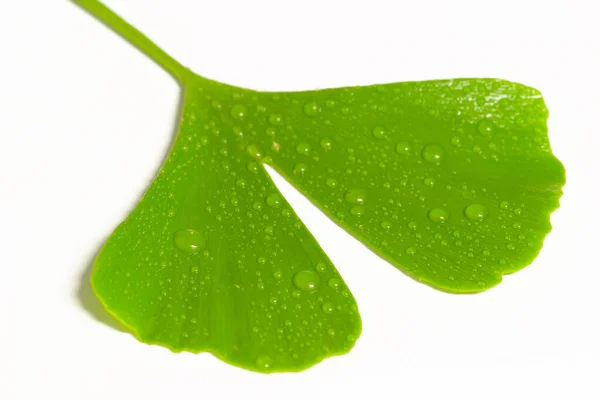 Foglia Verde Con Gocce Acqua Fondo Bianco — Foto Stock