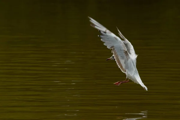 Vacker Utsikt Över Vackra Måsfåglar Naturen — Stockfoto