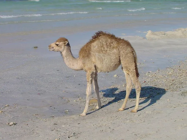 Dromedary Also Called Arabian Camel Large Even Toed Ungulate One — Stock Photo, Image