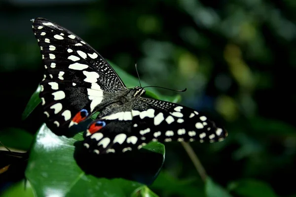 Gros Plan Bug Nature Sauvage — Photo