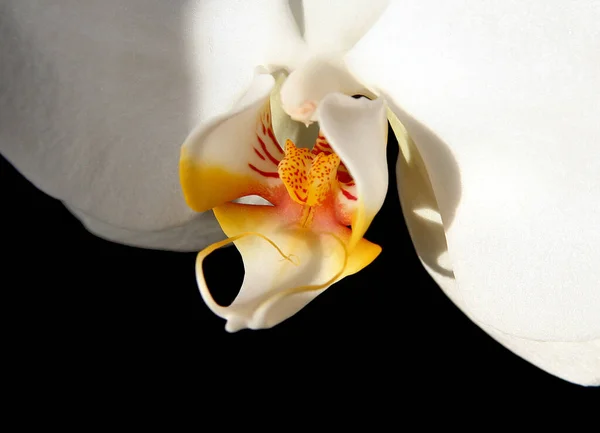 Schöne Botanische Aufnahme Natürliche Tapete — Stockfoto