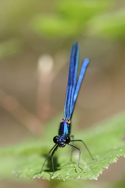 Vue Rapprochée Insecte Nature — Photo