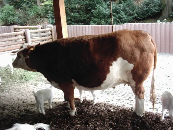 奶牛在自然环境中的生存1 — 图库照片