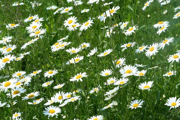 Malowniczy Widok Piękne Kwiaty Marguerite — Zdjęcie stockowe