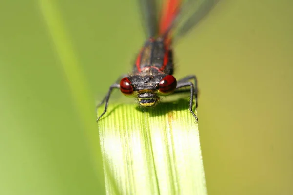 トンボの昆虫と自然と昆虫学 — ストック写真