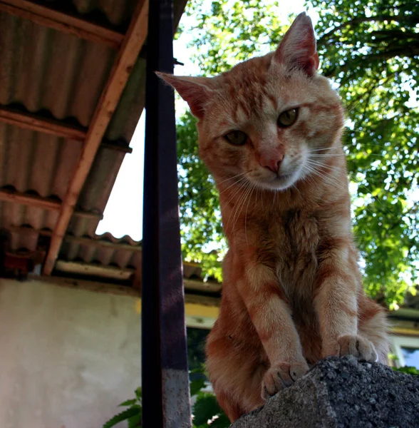 Gatto Domestico Animale Domestico — Foto Stock