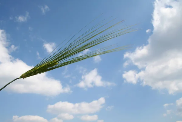 Уши Пшеницы Поле — стоковое фото