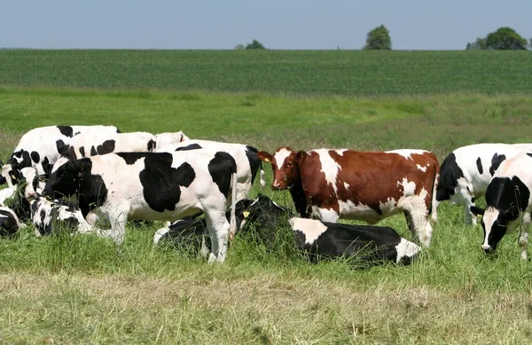 Detailní Záběr Krávy Divoké Přírodě — Stock fotografie