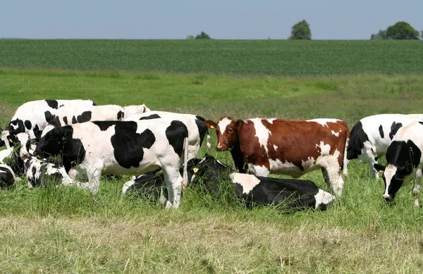 Close Van Koe Wilde Natuur — Stockfoto