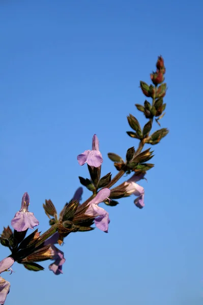 Krásný Botanický Záběr Přírodní Tapety — Stock fotografie