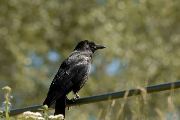 Bird Prey — Stock Photo, Image