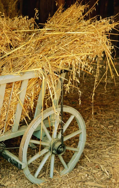 Zbiory Zbóż Czas Zbiorów Rolnictwie — Zdjęcie stockowe