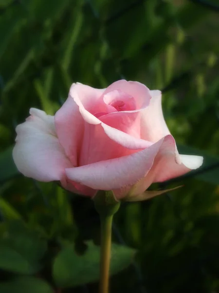 Fond Coloré Pour Carte Saint Valentin — Photo