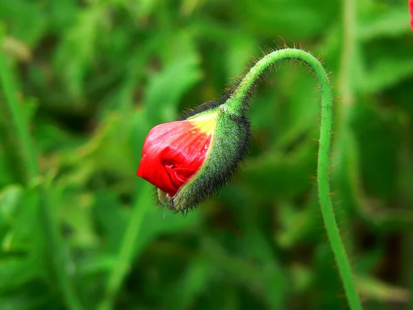 Kwiat Letni Płatki Maku Flora — Zdjęcie stockowe