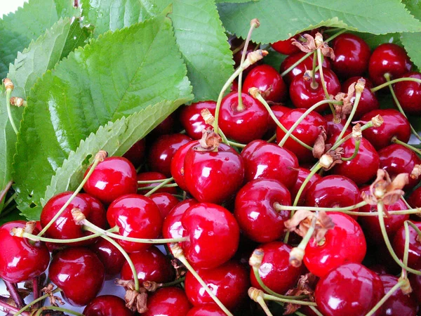 Savoureuses Cerises Douces Sur Fond Gros Plan — Photo