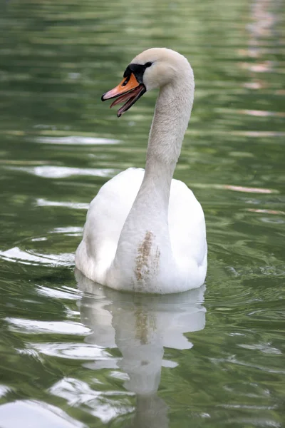 Vista Panorámica Del Majestuoso Cisne Naturaleza —  Fotos de Stock