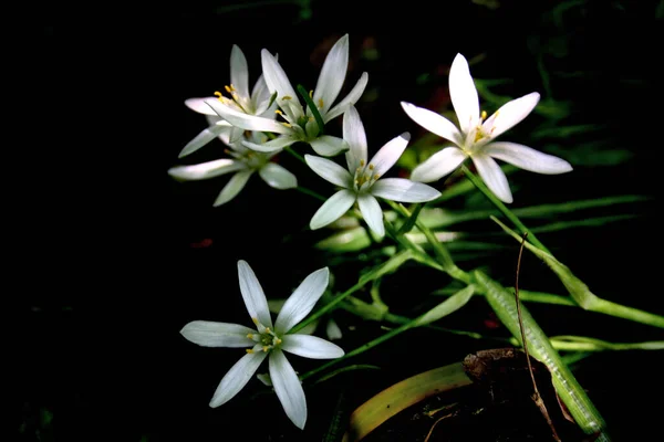 Piękne Botaniczne Ujęcie Naturalna Tapeta — Zdjęcie stockowe