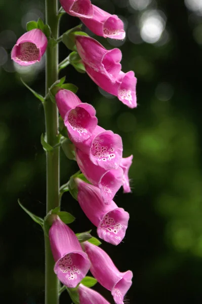 Foxglove Sinos Flores Flora — Fotografia de Stock