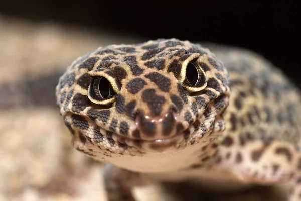 Lagarto Réptil Gecko Animal Tropical — Fotografia de Stock