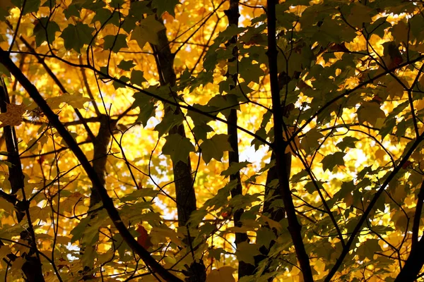 Bellissimo Scenario Della Foresta — Foto Stock