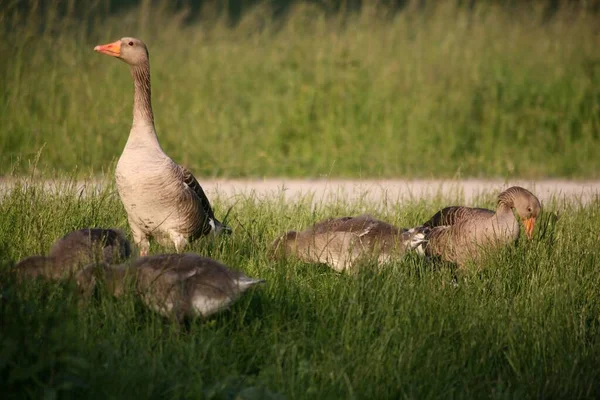 Schilderachtig Uitzicht Prachtige Vogel Natuur — Stockfoto