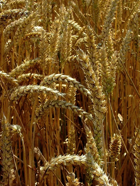 Landschappelijke Visie Landbouw Het Platteland — Stockfoto