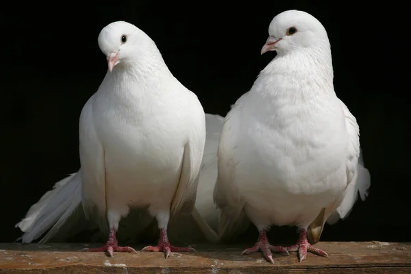 Dos Palomas Blancas — Foto de Stock