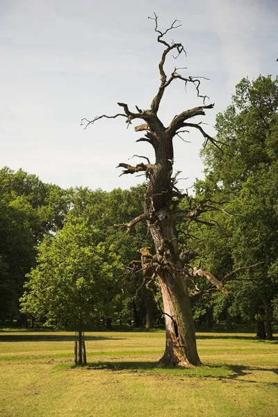 Árbol Muerto Joven — Foto de Stock